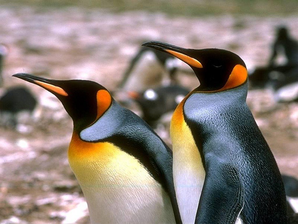 pingouin 3