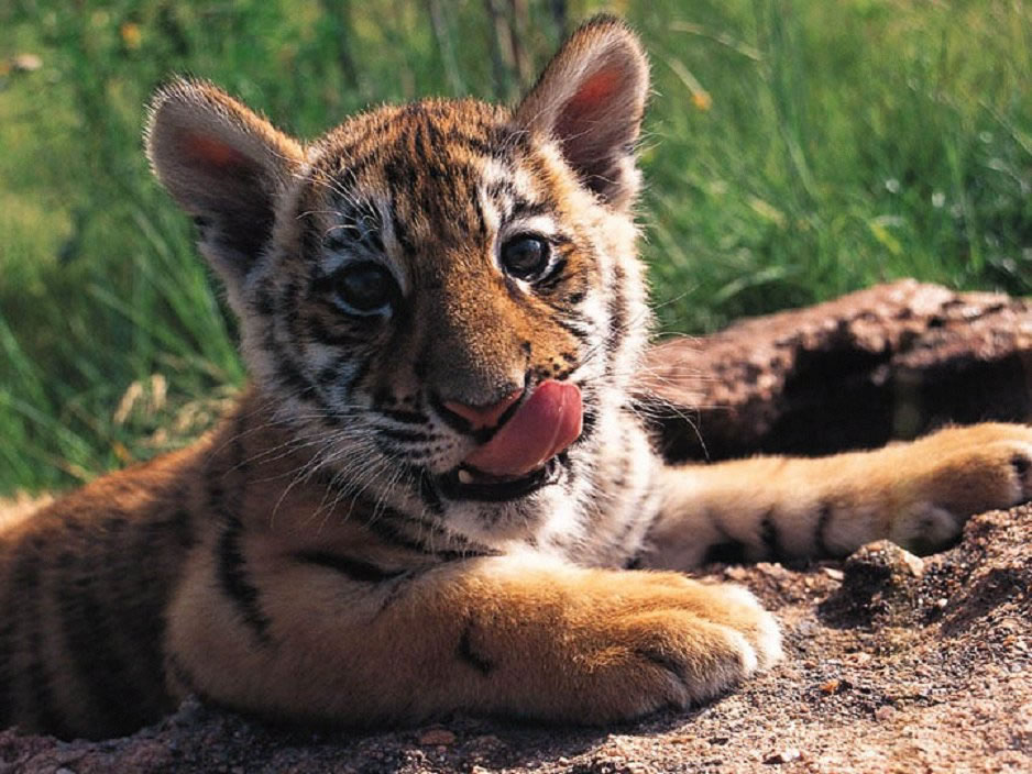 bebe tigre
