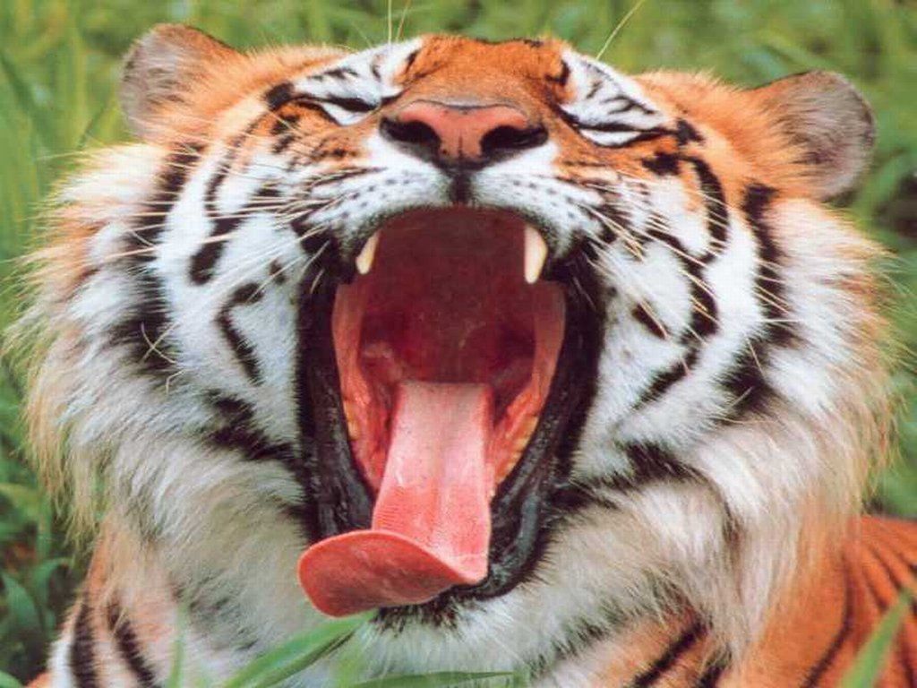 tigre 17