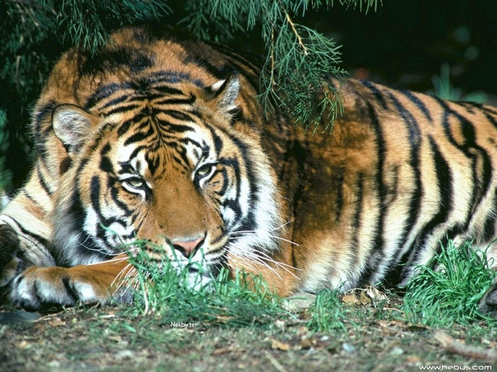 tigre 4