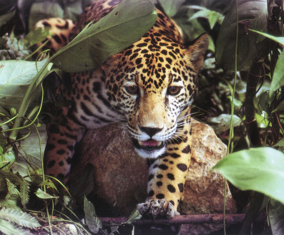 jaguar 4
