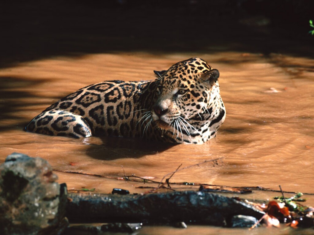 jaguar 6